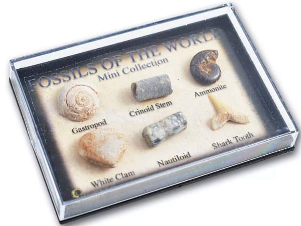 A plastic box showing 6 small fossils - Gastropod, Crinoid stem, Shark tooth, White clam, Ammonite & Nautiloid
